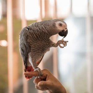 Gray parrot standing on a human index finger.